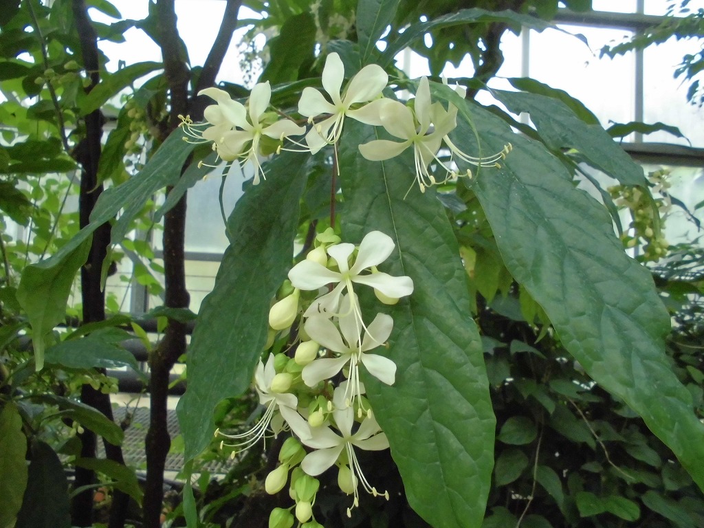 開花情報 とちぎ花センター