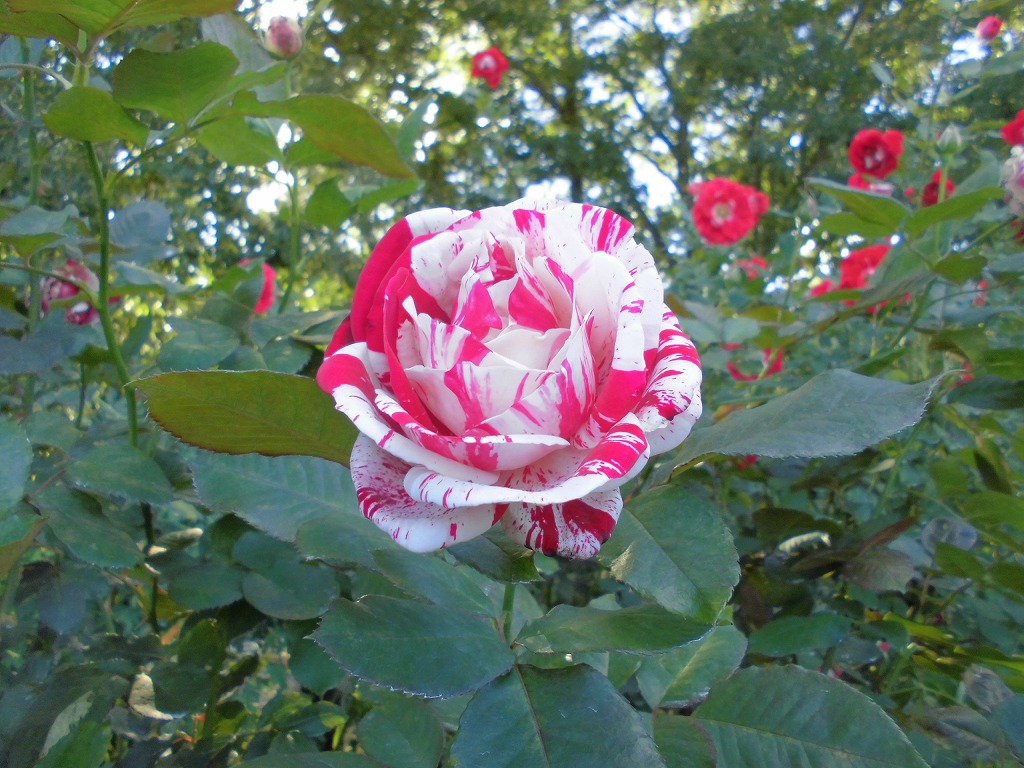 バラ園のバラ センチメンタル とちぎ花センター