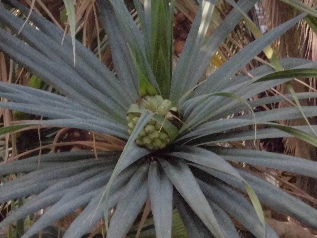 タコノキの実 結実中 とちぎ花センター