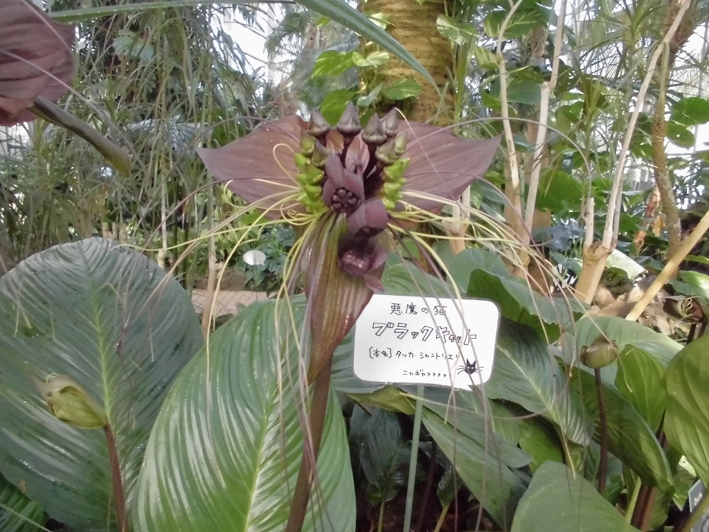 ブラックキャット 開花中 とちぎ花センター