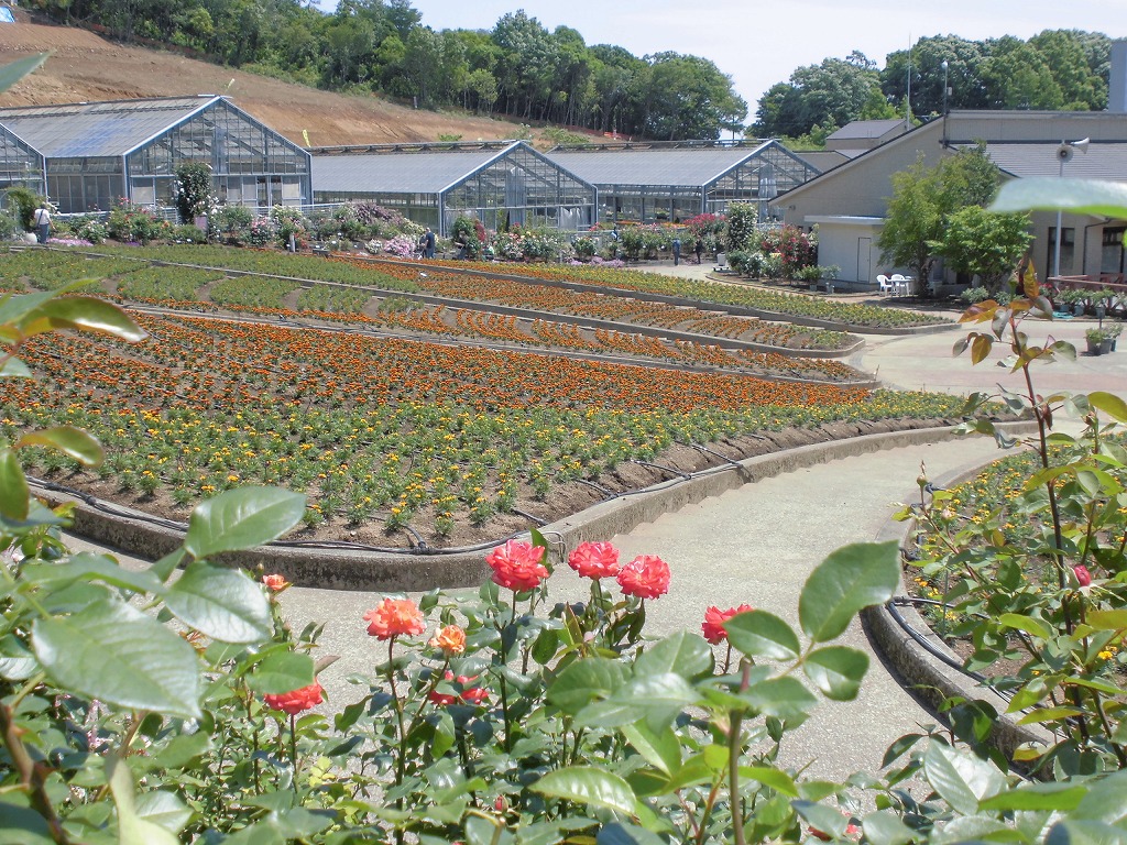 大花壇夏色に衣替え とちぎ花センター