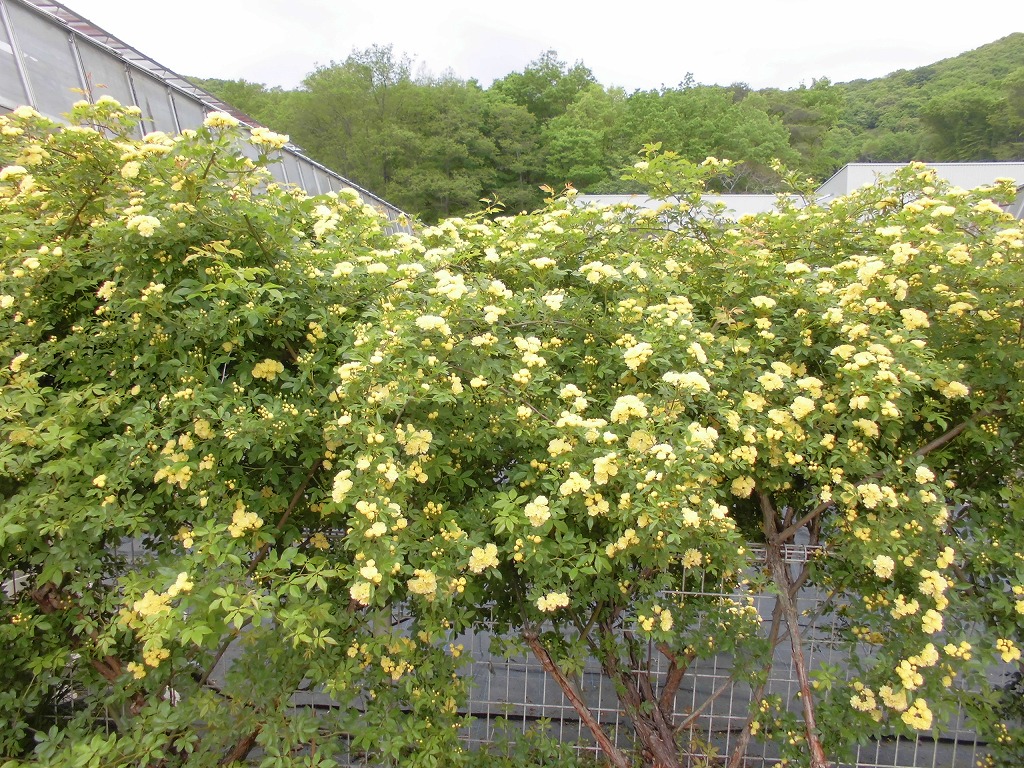 モッコウバラ とちぎ花センター