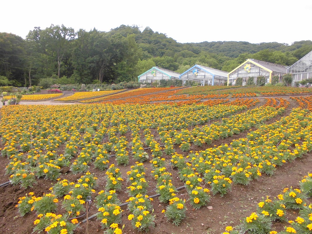 大花壇は夏色に衣替え とちぎ花センター