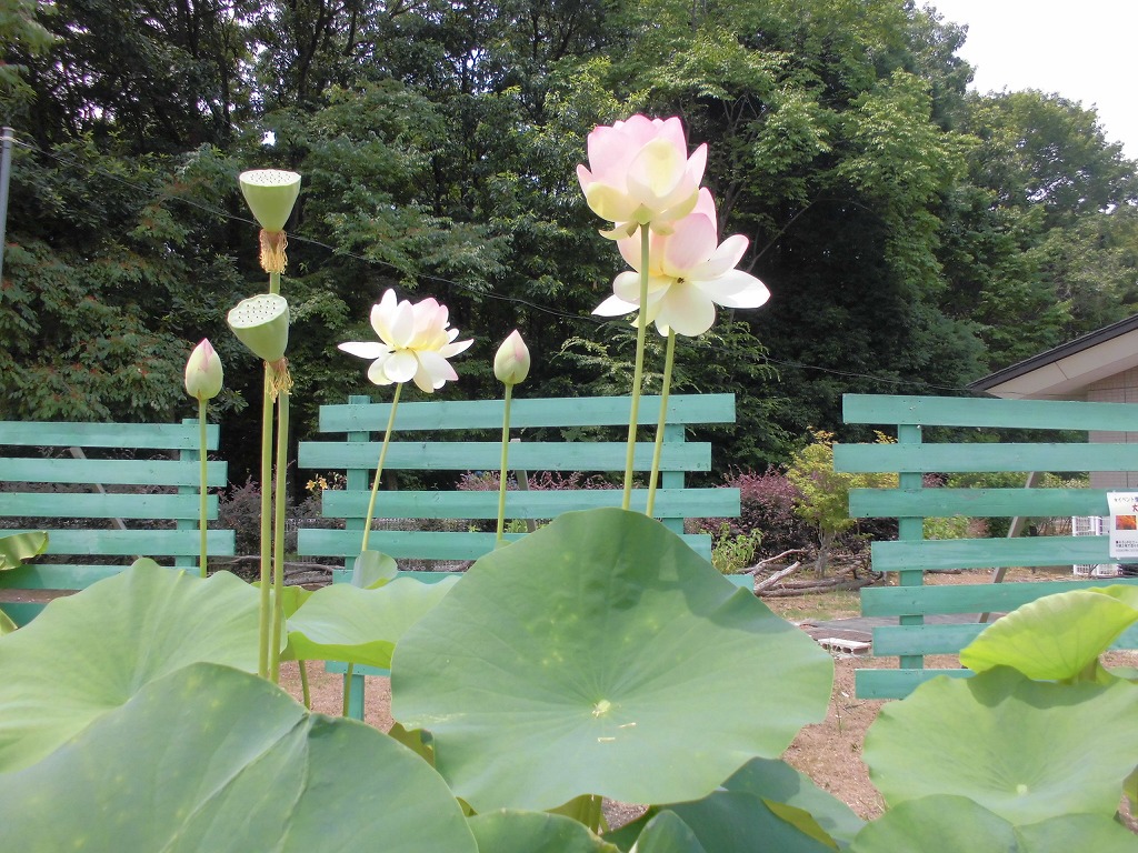 蓮が咲いています とちぎ花センター