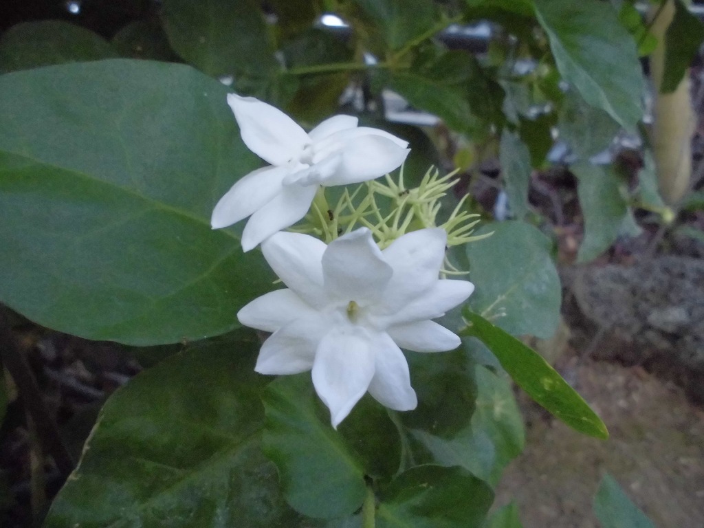 マツリカ 開花中 ドーム とちぎ花センター