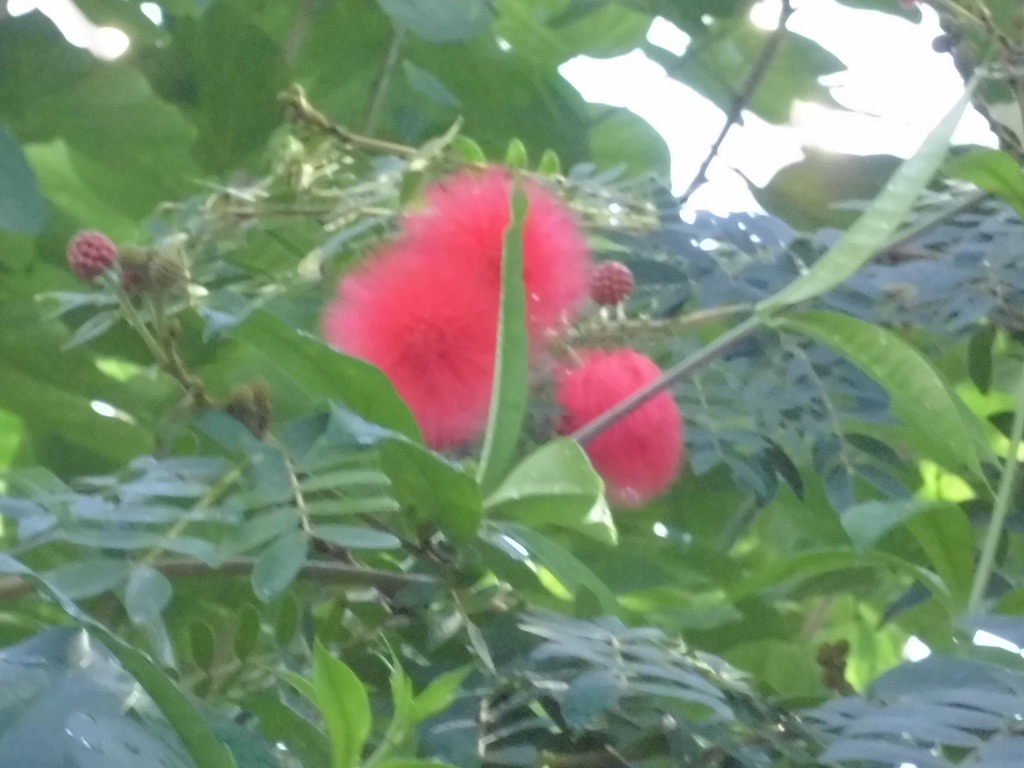 オオベニゴウカン　開花中（ドーム）