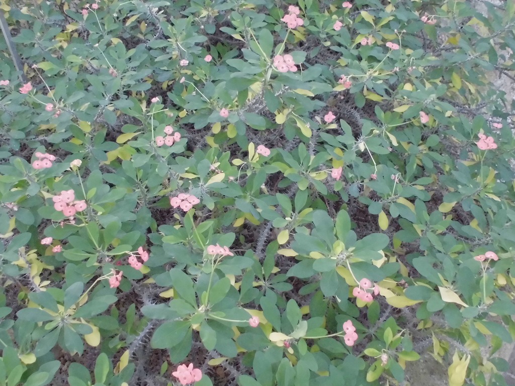 ハナキリン　開花中（ドーム）